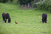 Three Friends Together...