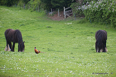 Three Friends Together...