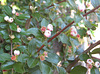 Berbertize - Blüten [Berberis vulgaris]
