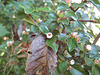 Berberitze - Blüten [Berberis vulgaris]