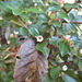Berberitze - Blüten [Berberis vulgaris]