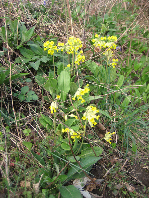 Himmelschlüssel (Primula veris)