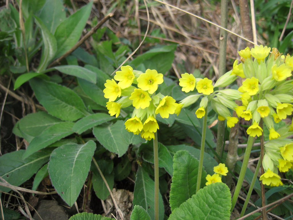 Himmelschlüssel (Primula veris)