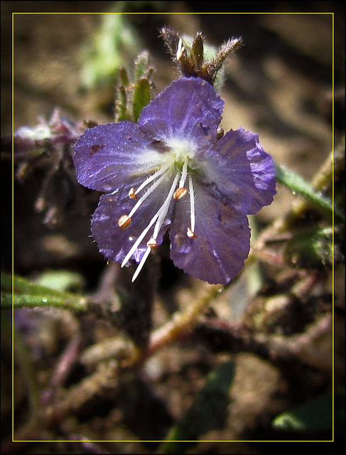 Purple Beauty