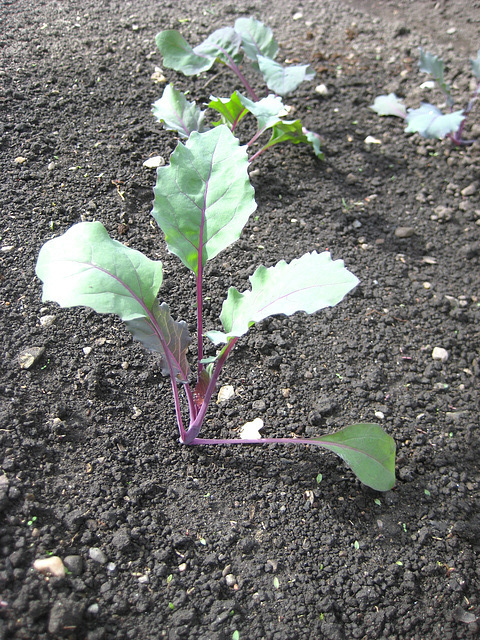 Kohlrabi [Brassica oleracea var. gongylodes L.]