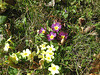 Primeln (Primula)