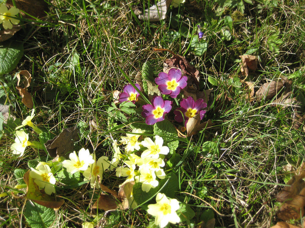 Primeln (Primula)