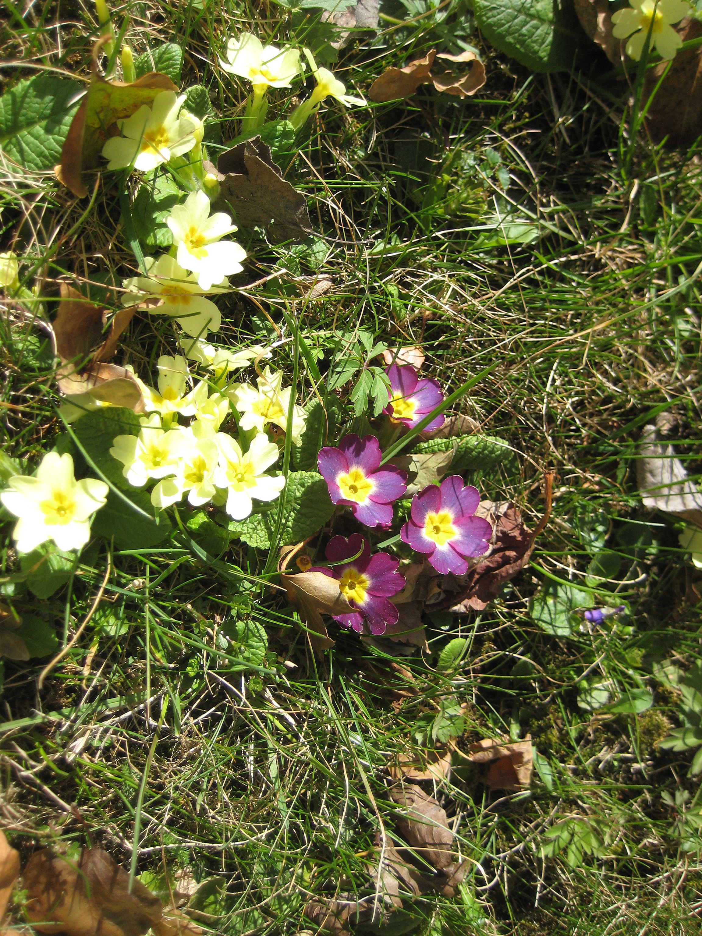 Primeln (Primula)