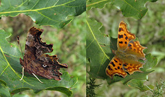 Comma