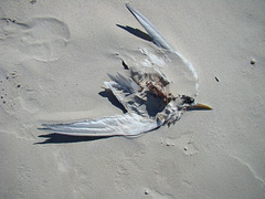 crested tern