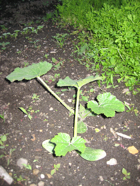 Zucchinipflanze [Cucurbita pepo ssp. pepo convar. giromontiina}