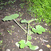 Zucchinipflanze [Cucurbita pepo ssp. pepo convar. giromontiina}
