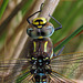 Common Hawker