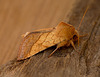 Bordered Sallow