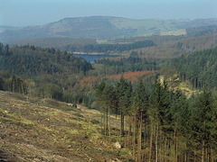 Macclesfield Forest