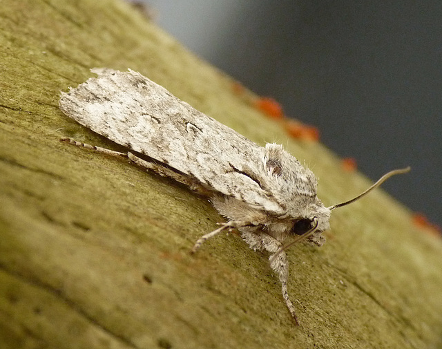 Grey Shoulder-knot