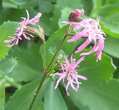 Kukucksnelke / Lichtnelke [Lychnis flos-cuculi, Syn. Silene flos-cuculi]