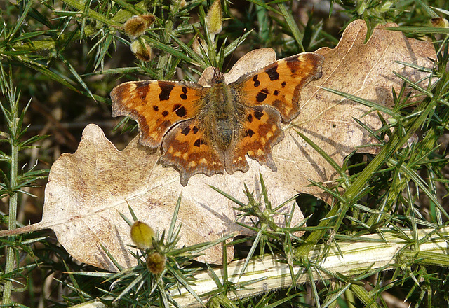 Comma