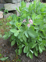 Kukucksnelke / Lichtnelke [Lychnis flos-cuculi, Syn. Silene flos-cuculi] bei Fetthenne [Sedum]