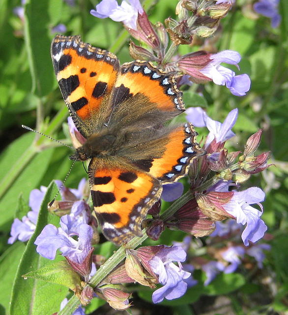 Kleiner Fuchs auf einer Salbeiblüte [Aglais urticae; Syn.: Nymphalis urticae]