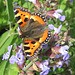 Kleiner Fuchs auf einer Salbeiblüte [Aglais urticae; Syn.: Nymphalis urticae]