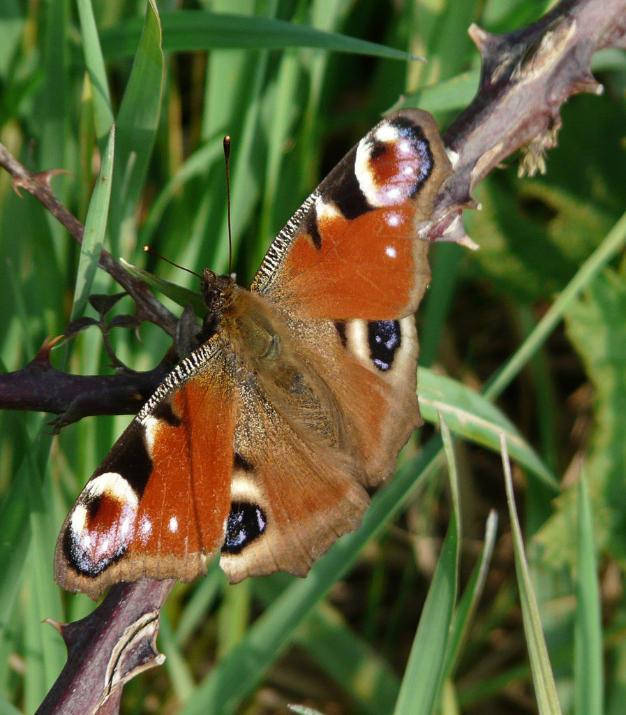 Peacock