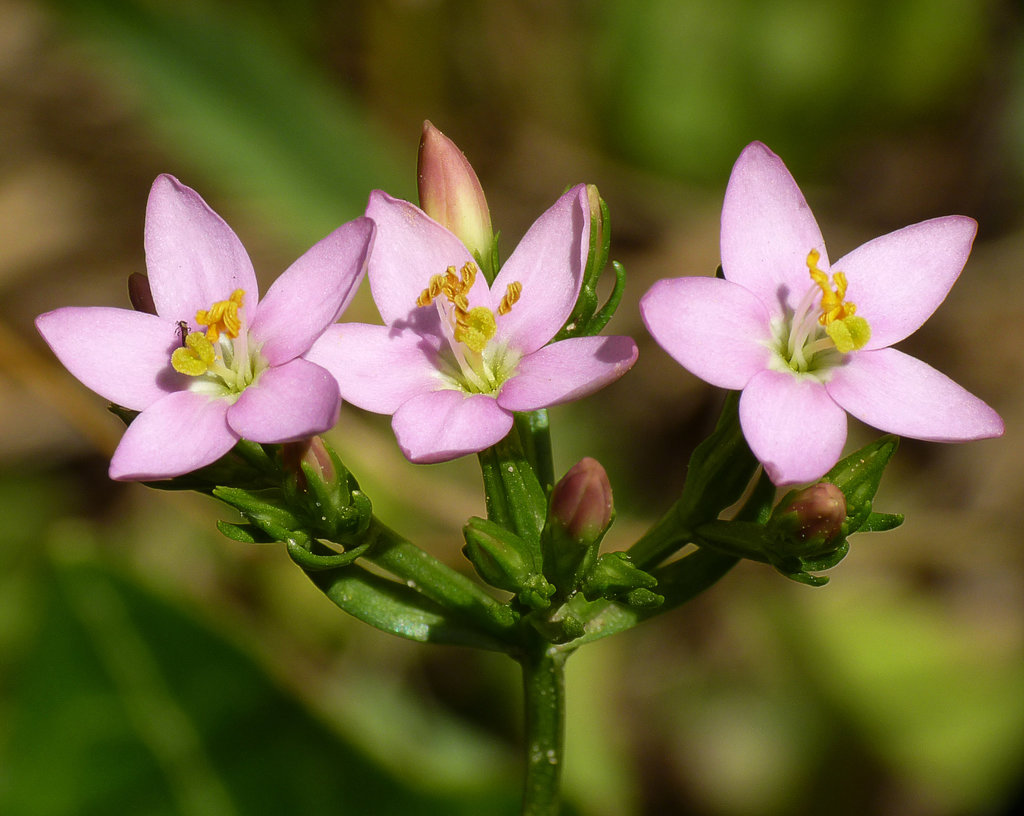 Common Centaury