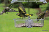 Siskins at war!