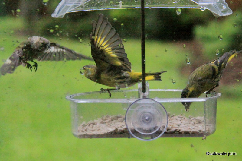 Siskins at war!