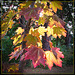 Maple Leaves with Sun Glowing Behind