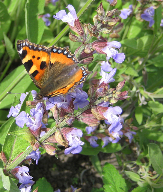 Kleiner Fuchs auf einer Salbeiblüte [Aglais urticae; Syn.: Nymphalis urticae]