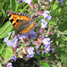 Kleiner Fuchs auf einer Salbeiblüte [Aglais urticae; Syn.: Nymphalis urticae]