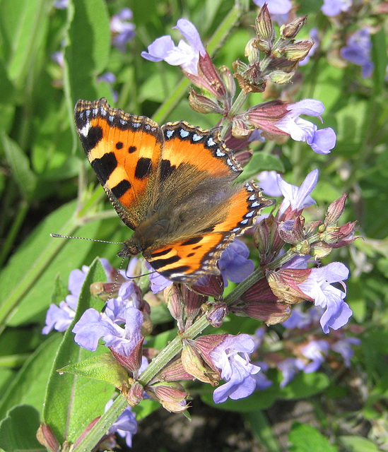 Kleiner Fuchs auf einer Salbeiblüte [Aglais urticae; Syn.: Nymphalis urticae]