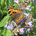 Kleiner Fuchs auf einer Salbeiblüte [Aglais urticae; Syn.: Nymphalis urticae]