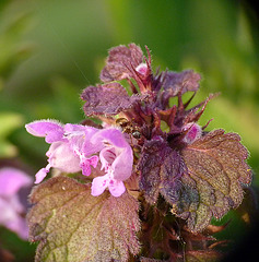 Dead Nettle and Ants