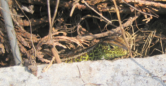 Eidechse (Lacerta agilis)