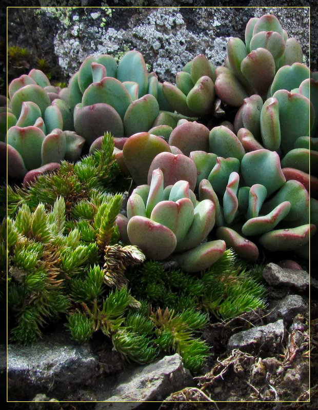 Creamy Stonecrop and Moss on Hobart's Bluff