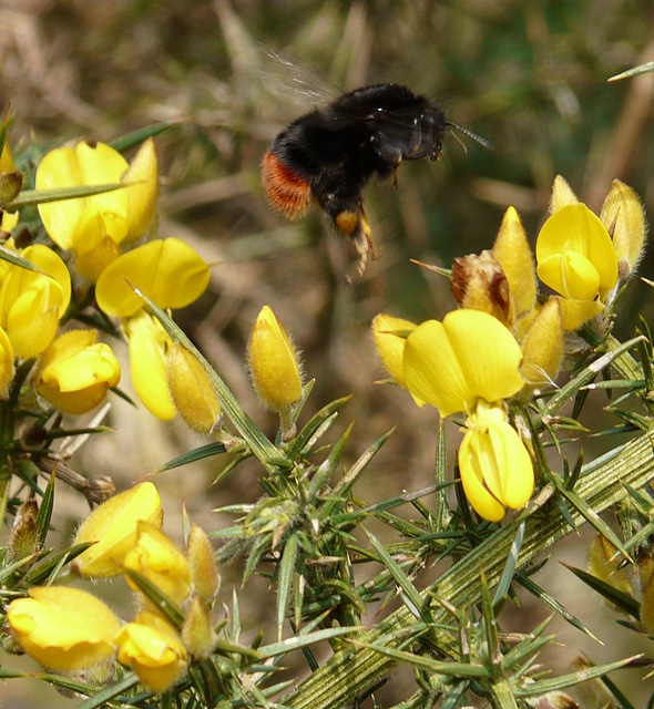 Red-tailed Bumble Bee