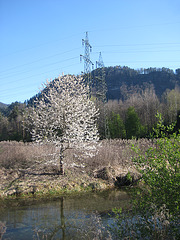 Wilder Kirschbaum, Vogelkirsche (Prunus avium)
