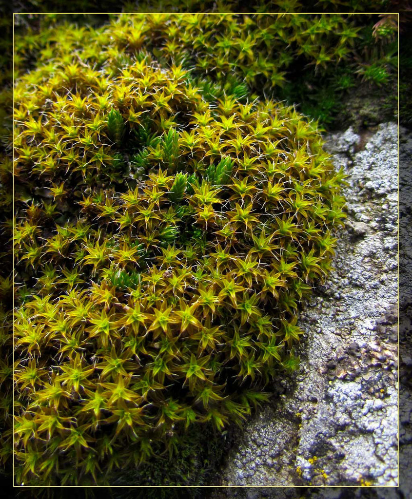 Moss on Hobart's Bluff