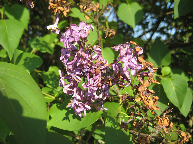 Verblühender Flieder [Syringa]