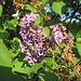 Verblühender Flieder [Syringa]