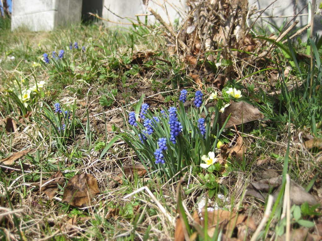 Traubenhyazinthe (Muscari)