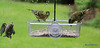 Siskins at war!