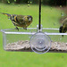Siskins at war!