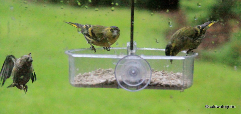 Siskins at war!