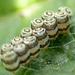 Empty Gorse Shieldbug Eggs
