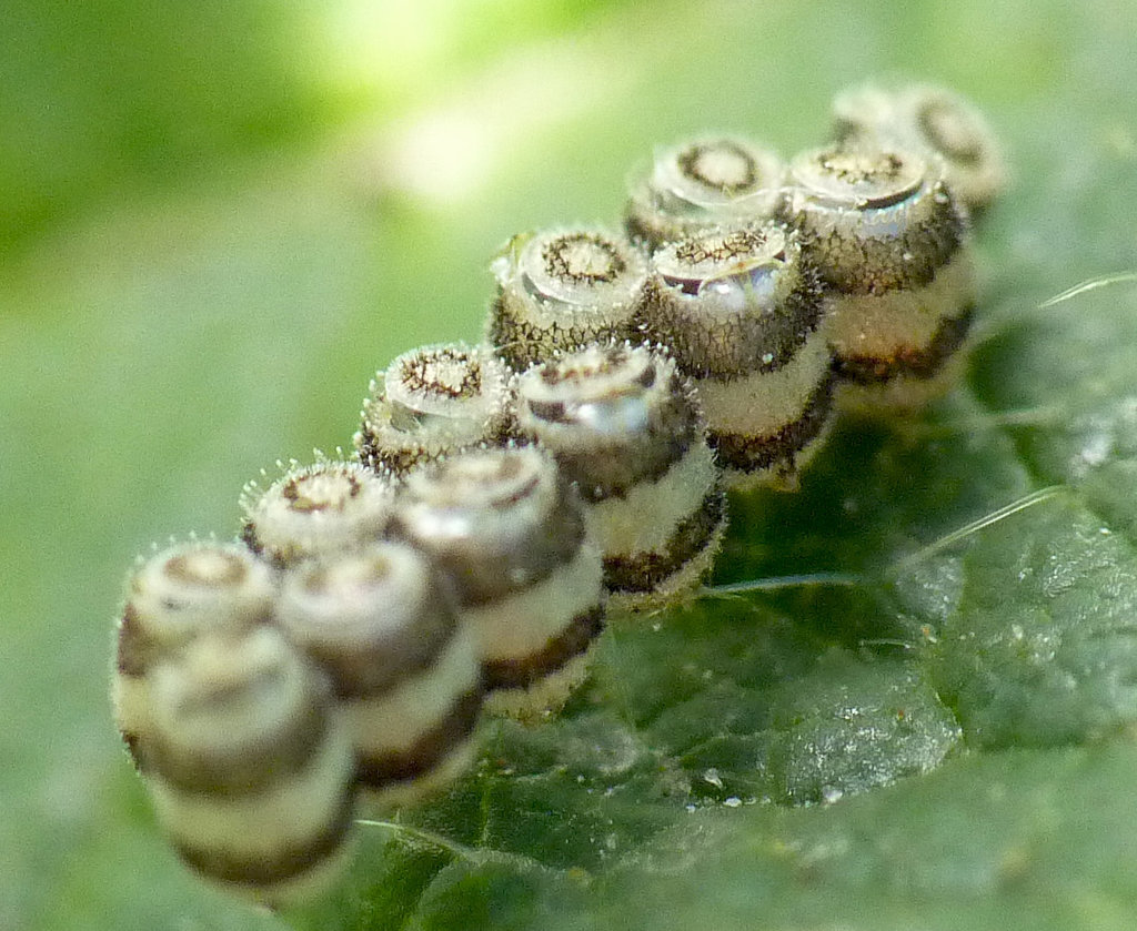 Empty Gorse Shieldbug Eggs