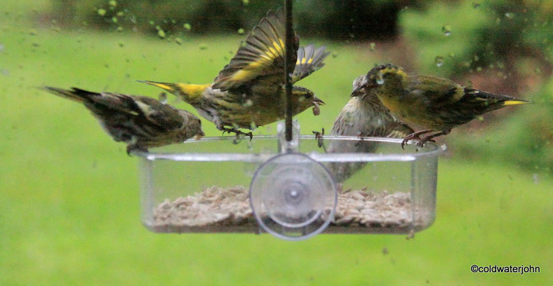 Siskins at war!