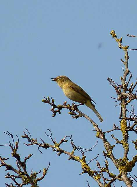 Willow Warbler